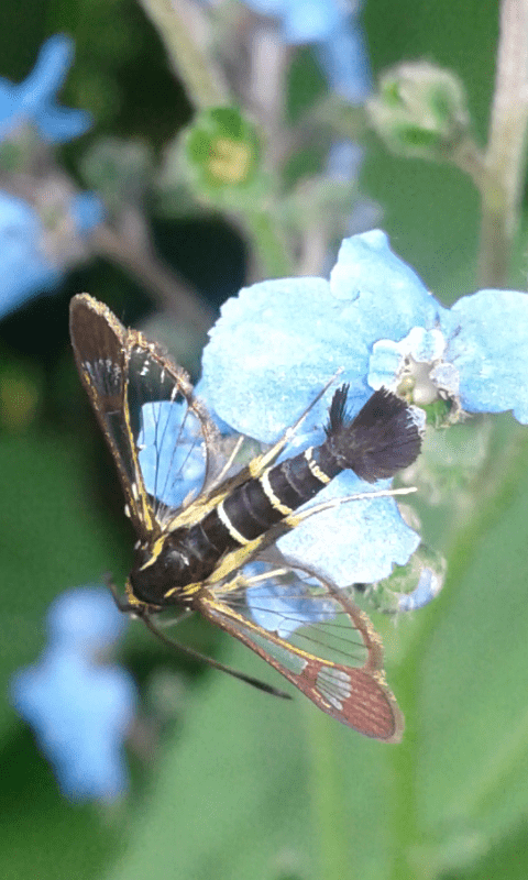 Synanthedon sp. (Sesiidae)